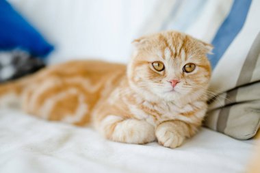 Kırmızı İskoç kedi yavrusu oturma odasındaki kanepede dinleniyor. Genç evcil kedi evde vakit geçiriyor..