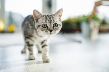 İngiliz gümüşi tekir kedisi oturma odasında. Genç evcil kedi evde vakit geçiriyor..