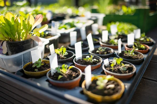 Panelas Plástico Com Várias Mudas Verduras Plantando Mudas Jovens Dia — Fotografia de Stock