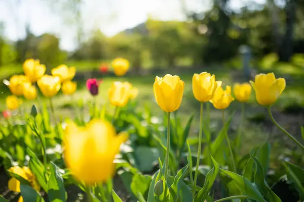 Colorful tulips grow in flower bed in the spring garden. Beautiful spring nature.