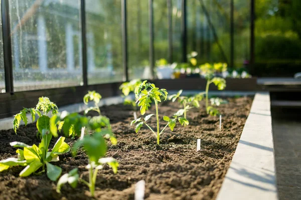 Cultivando Plantas Tomate Uma Estufa Dia Primavera Cultivando Próprias Frutas — Fotografia de Stock