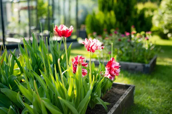 Colorful tulips grow in flower bed in the spring garden. Beautiful spring nature.