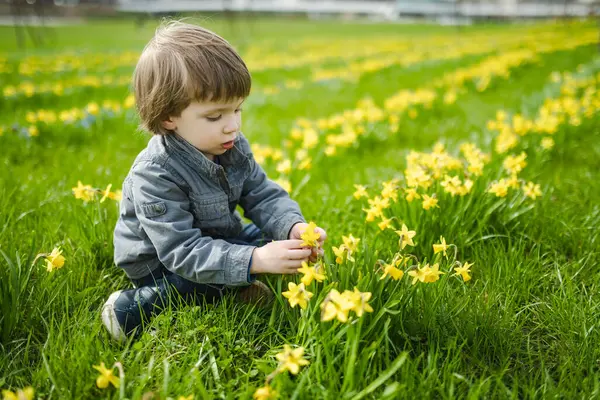 Милый Малыш Веселится Между Рядами Красивых Желтых Нарциссов Цветущих Весенний — стоковое фото