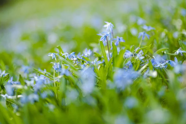 Scilla Flowers Blooming Spring Garden Alpine Hill Beautiful Blue Spring — Stock Photo, Image