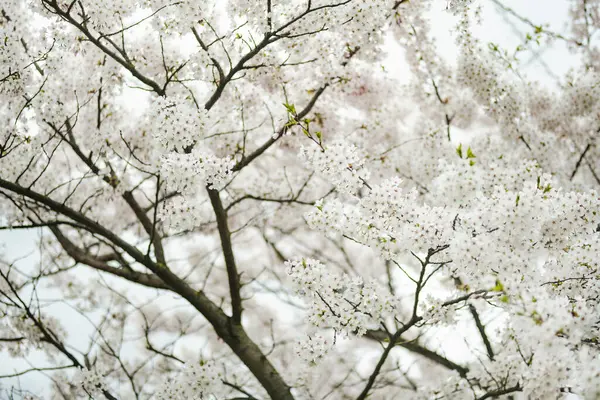 Vackra Körsbärsträd Blommar Våren Skönhet Naturen Uppfriskande Körsbärsgrenar Solig Vårdag — Stockfoto