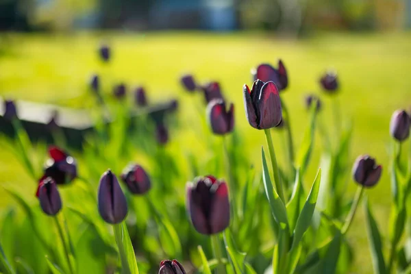 Dark black tulips grow in flower bed in the spring garden. Beautiful spring nature.
