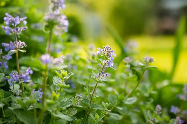 꽃봉오리 Nepeta Cataria 여름날 정원에서 피어나는 꽃이다 자연계의 아름다움 — 스톡 사진