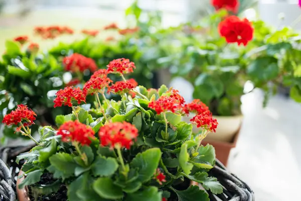 Blooming red Kalanchoe flowers. Red flowers of Kalanchoe as a house plant. Beauty in nature.