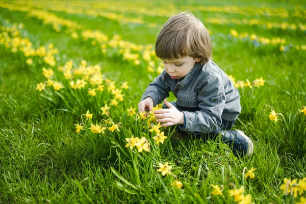 春の日に咲く美しい黄色いオフィスの列の間で楽しんでいるかわいい幼児の少年 リトアニアのヴィリニュスに咲くナルシシ — ストック写真