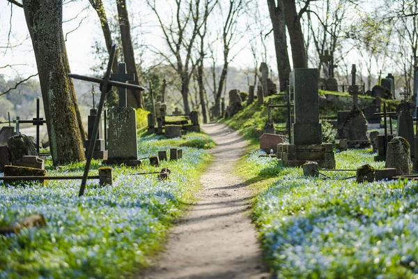 Blue Scilla Siberica Flores Primavera Que Florecen Día Soleado Abril — Foto de Stock