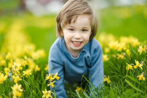 Cute Toddler Boy Having Fun Rows Beautiful Yellow Daffodils Blossoming — Stock Photo, Image