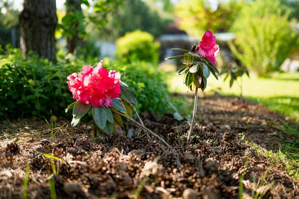 Heldere Roze Bloemen Van Bloeiende Rododendron Bush Zonnige Zomerdag Schoonheid — Stockfoto