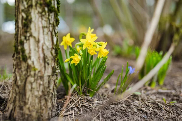 Krásné Jasně Žluté Květy Narcisů Kvetou Zahradě Slunečného Jarního Dne — Stock fotografie