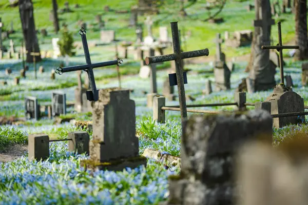 4月の晴れた日には リトアニアのヴィリニュスで最も古い3つの墓地の1つであるベルナルディーヌ墓地に青いシベリカの春の花が咲きます — ストック写真