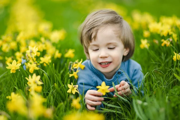 可爱的蹒跚学步的男孩在一排排美丽的黄色水仙花在春日绽放 Narcissi在立陶宛维尔纽斯盛开 — 图库照片
