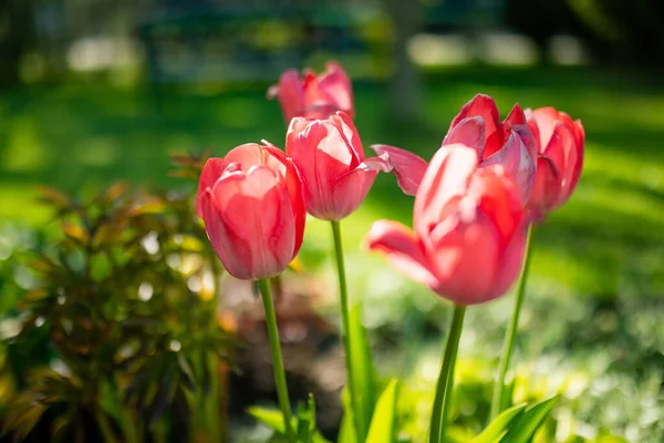 Rode Tulpen Groeien Bloembed Lentetuin Prachtige Lente Natuur — Stockfoto