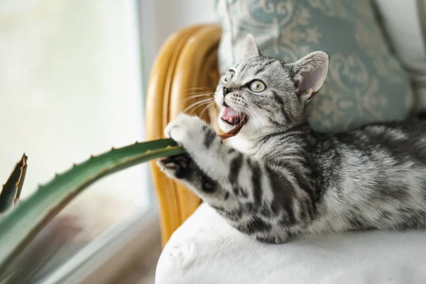 イギリスの短椅子のシルバー タビー キットはリビングルームのソファーで休む 自宅で屋内で時間を過ごす若い家猫 — ストック写真