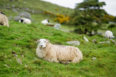 Yeşil otlaklarda renkli boya otlatma ile işaretlenmiş koyun. İrlanda'nın yemyeşil çayırlarında beslenen yetişkin koyun ve yavru kuzular.