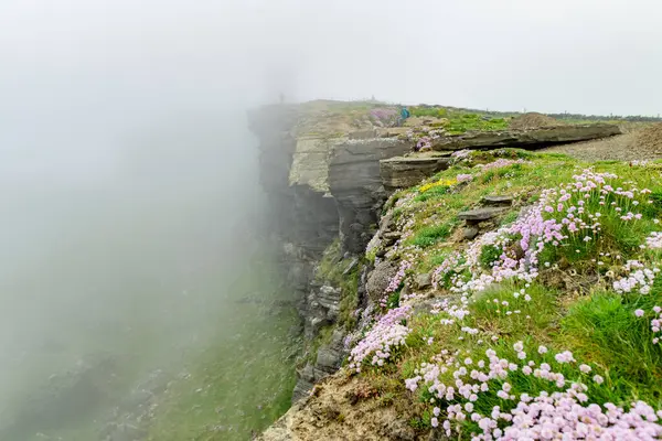 Pink Thrift Flowers Blossoming Famous Cliffs Moher One Most Popular — Stock Photo, Image