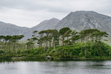 Oniki Pines Adası, oniki Pins veya Twelve Bens, Connemara, County Galway, İrlanda denilen bir dağ sırasının keskin zirveleri tarafından oluşturulan muhteşem bir arka plan üzerinde duran