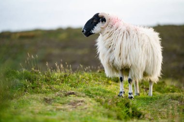 Yeşil otlaklarda renkli boya otlatma ile işaretlenmiş koyun. İrlanda'nın yemyeşil çayırlarında beslenen yetişkin koyun ve yavru kuzular.