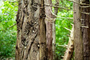 Gövdelerinde sarmaşık lar yetişen devasa çam ağaçları. Killarney Milli Parkı etkileyici yeşil ormanlık, County Kerry, İrlanda