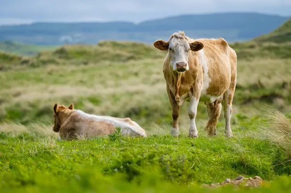 Cows grazing in green pastures. Adult cows and baby calf feeding in lush green meadows of Ireland.