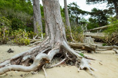 Muckross Gölü 'nün kıyısında eski güzel bir çam ağacı gövdesi. Ayrıca Orta Göl veya Torc olarak da bilinir. Killarney Ulusal Parkı, Kerry County, İrlanda.