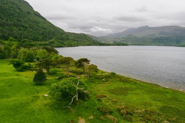 Muckross Gölü 'nün kıyısındaki güzel büyük çam ağaçlarının hava manzarası, ayrıca Orta Göl veya Torc olarak da bilinir, Killarney Ulusal Parkı, Kerry County, İrlanda