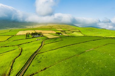 İrlanda 'nın Dingle Yarımadası' nın uçsuz bucaksız yemyeşil otlakları ve tarım arazileri. Zümrüt yeşili tarlaları ve çayırları olan güzel İrlanda kırsalları. Gün batımında kırsal alan.