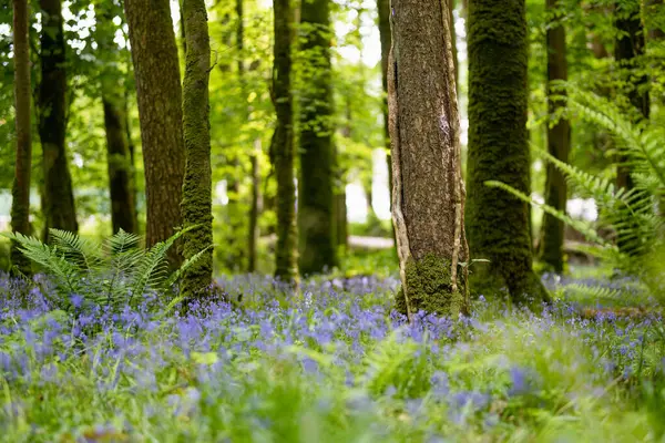 蓝铃花盛开在爱尔兰的一片林地上 在爱尔兰森林里 超自然的非经文在盛开 大自然的美丽 — 图库照片