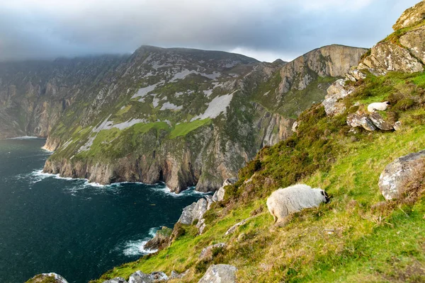 Slieve League アイルランド最高の海の崖は この壮大なコストの運転ルートに沿って南西ドニゴールに位置しています ワイルド アトランティック ウェイ ルートで最も人気のある停留所の1つ ドニゴール アイルランド — ストック写真