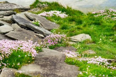 İrlanda 'nın en popüler turizm merkezlerinden biri olan Moher' in ünlü uçurumlarında çiçek açan pembe çiçek. County Clare 'deki Vahşi Atlantik Yolu' nda yaygın olarak görülen sisli manzara.
