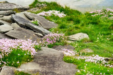 Pink thrift flowers blossoming on the famous Cliffs of Moher, one of the most popular tourist destinations in Ireland. Foggy view of widely known attraction on Wild Atlantic Way in County Clare. clipart