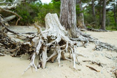 Muckross Gölü 'nün kıyısında eski güzel bir çam ağacı gövdesi. Ayrıca Orta Göl veya Torc olarak da bilinir. Killarney Ulusal Parkı, Kerry County, İrlanda.