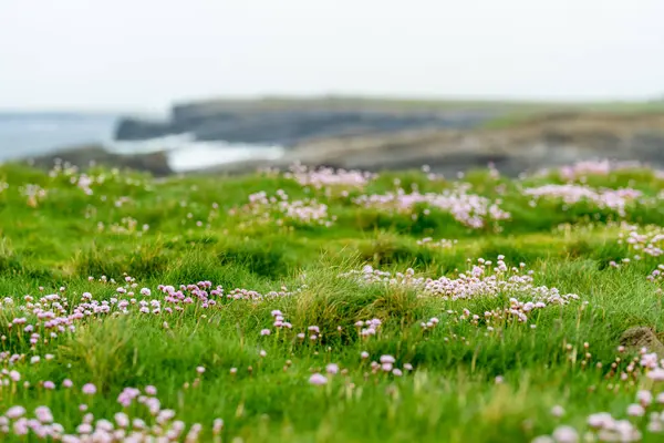 在爱尔兰克莱尔郡的基尔基悬崖上盛开着粉红色的节约花 这些悬崖座落在令人惊叹的海岸线遥远而狂野的边缘地带 — 图库照片