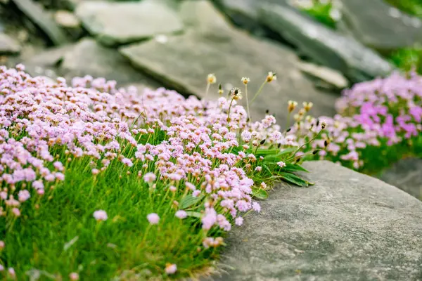Pink Thrift Flowers Blossoming Famous Cliffs Moher One Most Popular — Stock Photo, Image