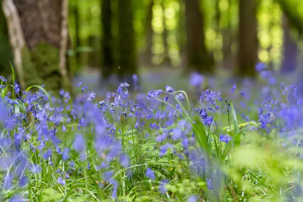 蓝铃花盛开在爱尔兰的一片林地上 在爱尔兰森林里 超自然的非经文在盛开 大自然的美丽 — 图库照片