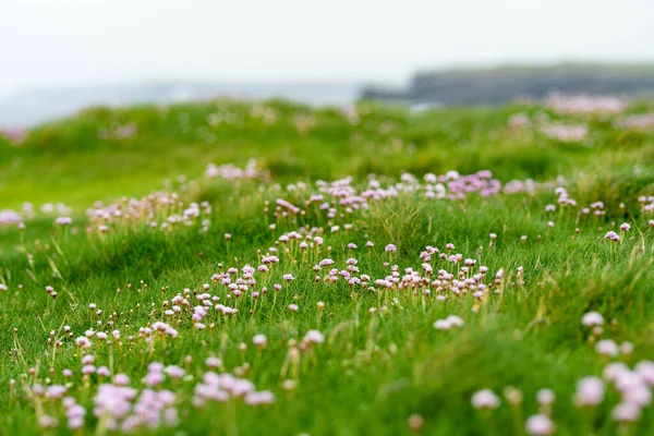 Pink Thrift Flowers Blossoming Kilkee Cliffs Situated Loop Head Peninsula — Stock Photo, Image