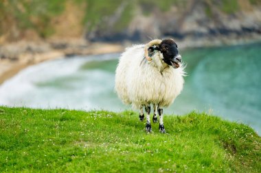 Silver Strand yakınlarında koyun otlaması, güneybatı County Donegal 'de, Malin Beg' de, Glencolmcille yakınlarında, at nalı şeklinde korunaklı bir körfezde kumlu bir sahil. Vahşi Atlantik Yolu, İrlanda.