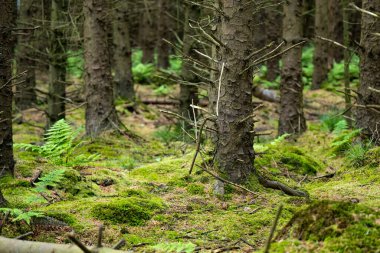 Gövdelerinde sarmaşık lar yetişen devasa çam ağaçları. Killarney Milli Parkı etkileyici yeşil ormanlık, County Kerry, İrlanda