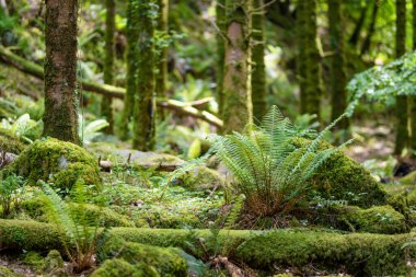 İrlanda 'nın en popüler turistik merkezlerinden biri olan Torc Waterfall yakınlarındaki yoğun nemli orman Killarney Ulusal Parkı' nda yer alıyor. Ring of Kerry turizm rotasının durdurma noktası, İrlanda.