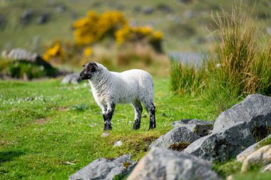 Yeşil otlaklarda renkli boya otlatma ile işaretlenmiş koyun. İrlanda'nın yemyeşil çayırlarında beslenen yetişkin koyun ve yavru kuzular.
