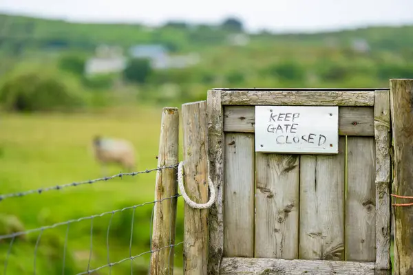 Closed wooden gate with a request to keep it closed in Irish pastures. Sheep grazing in green pastures. Adult sheep and baby lambs feeding in lush green meadows of Ireland.