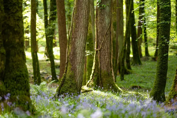 Bluebell Flores Florescendo Uma Floresta Irlanda Hyacinthoides Non Scripta Plena — Fotografia de Stock