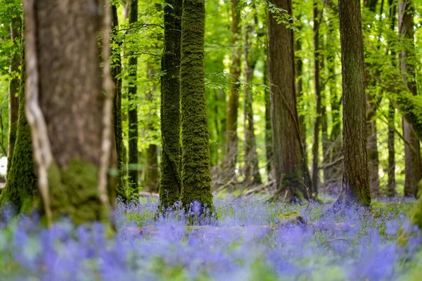 Bluebell flowers blossoming in a woodland in Ireland. Hyacinthoides non-scripta in full bloom in Irish forest. Beauty in nature.