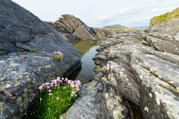 Pink Thrift Flowers Blossoming Rough Rocky Shore Famous Ring Kerry — Stock Photo, Image