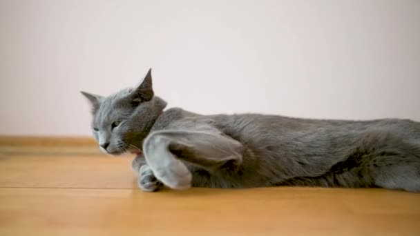 在阳光明媚的早晨 年轻活泼的俄罗斯蓝猫在室内休息 金碧辉煌的蓝灰色猫绿色的眼睛 家养宠物 — 图库视频影像