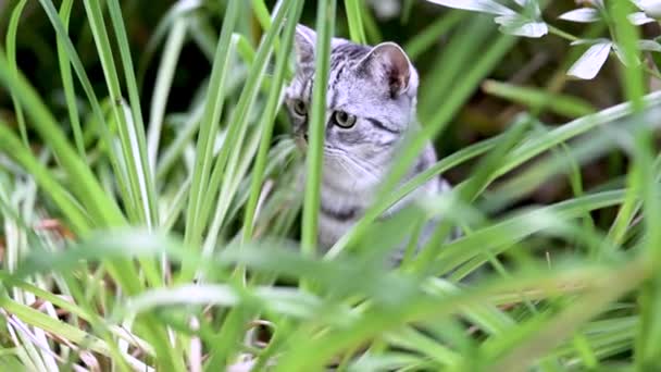 在一个阳光明媚的夏日 英国矮小的银色胖胖的小猫在后院散步 在花园里或后院玩耍的幼小家猫的慢镜头 — 图库视频影像