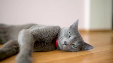 Neşeli genç Rus Mavi kedisi güneşli bir sabahta evde dinleniyor. Yeşil gözlü, muhteşem mavi-gri kedi. Evdeki evcil hayvan.